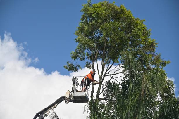 Best Leaf Removal  in Gadsden, AL